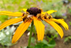Dasypoda hirtipes
