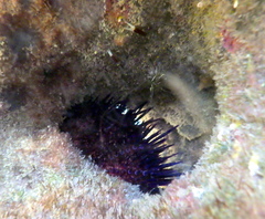 Heliocidaris erythrogramma