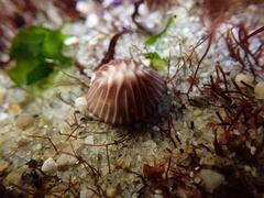 Pseudopusula californiana