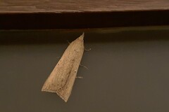 Lepidoptera
