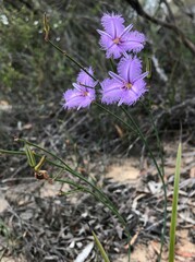 Thysanotus racemoides