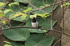 Lonchura leucogastroides