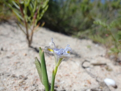 Moraea macrocarpa