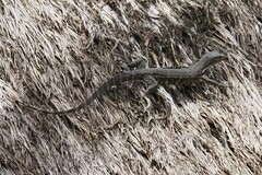 Varanus salvator bivittatus