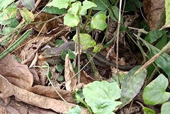 Eutropis carinata