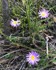 Olearia ciliata