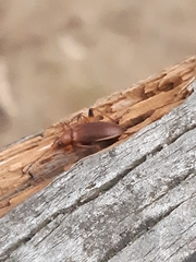 Tenebrionoidea