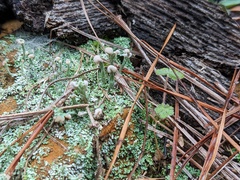 Cladonia peziziformis