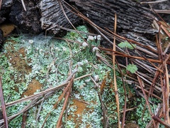 Cladonia peziziformis