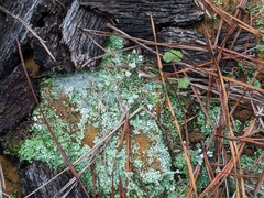Cladonia peziziformis