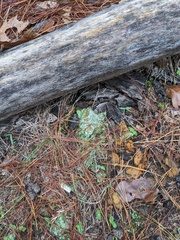 Cladonia peziziformis