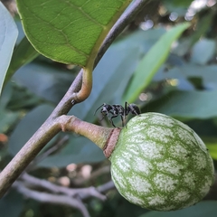 Annona senegalensis