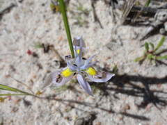Moraea macrocarpa