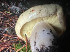 Tricholoma sejunctum