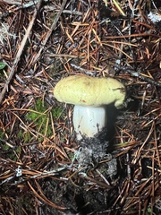 Tricholoma sejunctum