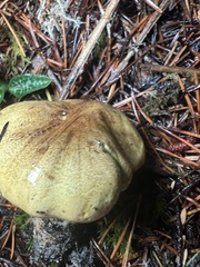 Tricholoma sejunctum