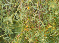 Pimelea microcephala