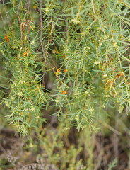 Pimelea microcephala
