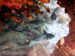 Girella zebra