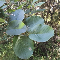 Annona senegalensis