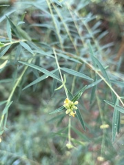 Pimelea neoanglica