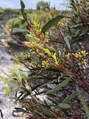 Eucalyptus leptophylla