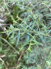 Pimelea neoanglica