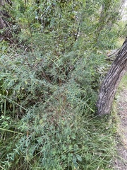 Pimelea neoanglica
