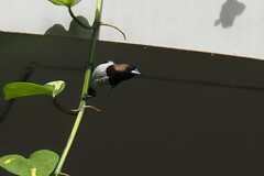 Lonchura leucogastroides