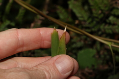 Lomandra spicata