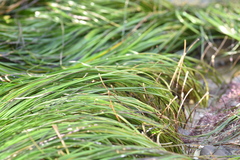 Phyllospadix torreyi