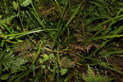 Lomandra spicata
