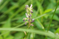 Alysicarpus vaginalis