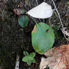 Bergenia