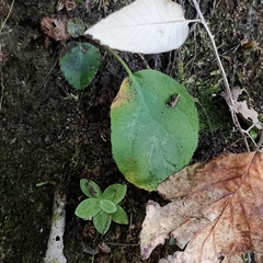 Bergenia