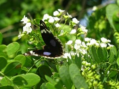 Junonia oenone oenone