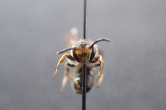 Hylaeus basalis