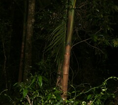 Archontophoenix cunninghamiana