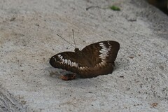 Nymphalidae
