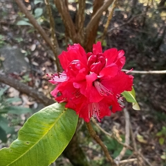Rhododendron arboreum