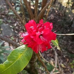 Rhododendron arboreum