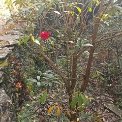 Rhododendron arboreum