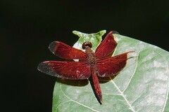 Neurothemis ramburii