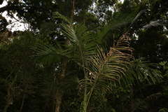 Archontophoenix cunninghamiana