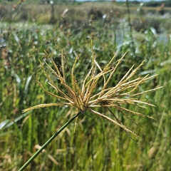 Cyperus articulatus