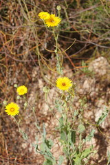 Reichardia tingitana