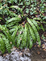 Asplenium scolopendrium scolopendrium