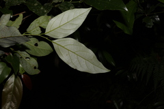 Cryptocarya erythroxylon