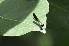 Chlorocyphidae