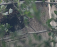 Megascops asio mccallii